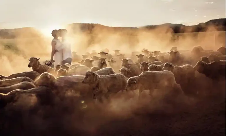 SmugMug Client photo of newlyweds in stampede of sheep.