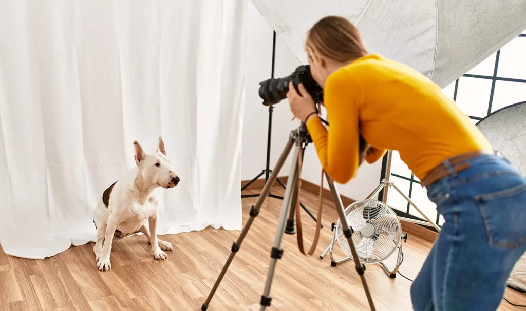 Pet photographer wearing a yellow shirt and blue jeans with a camera on a tripod takes a picture of a white bull terrier dog in front of a white background.